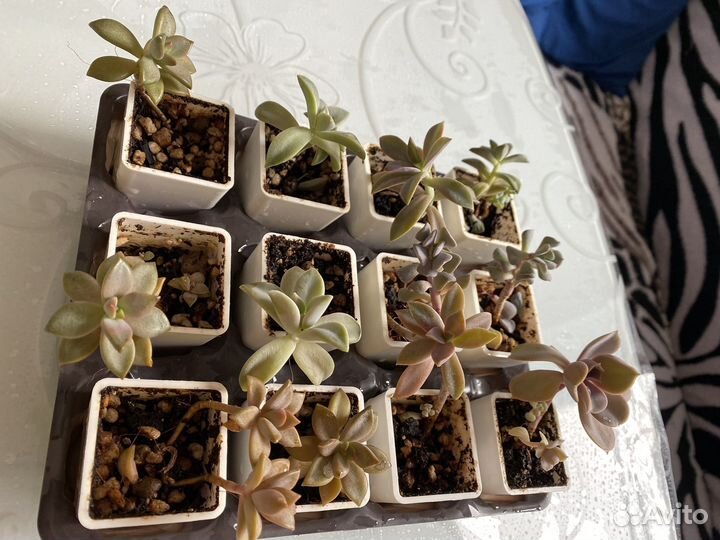 Кактусы и суккуленты