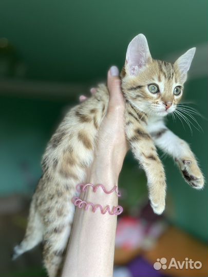 Бенгальская кошка