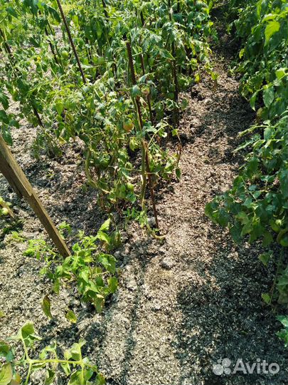 Грибные блоки