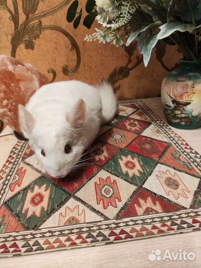 Шиншилла