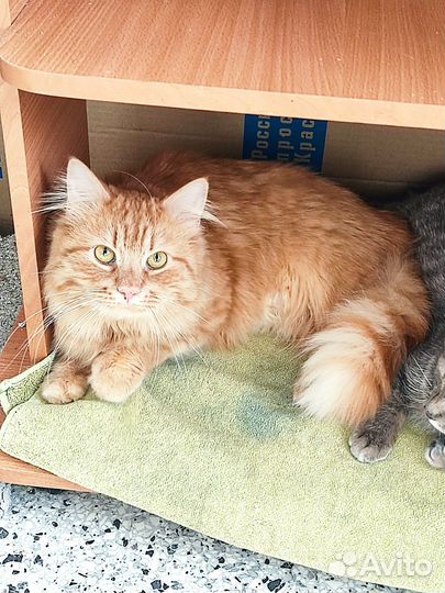 Рыжий кот