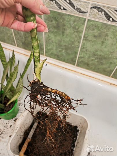 Сансевиерия