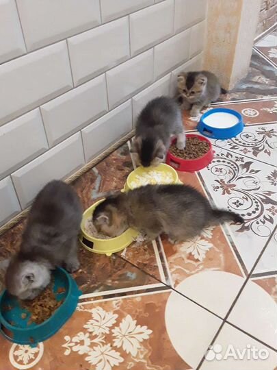 Британские котята шиншилы