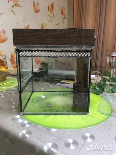 Террариум паучатник