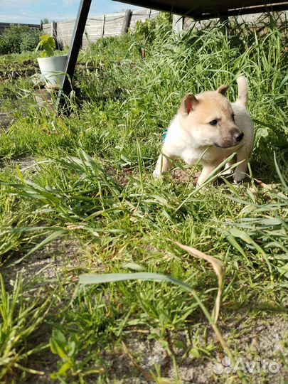 Щенки западно сибирской лайки