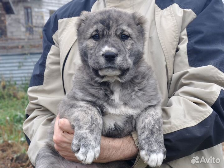 Щенки алабая с родословной