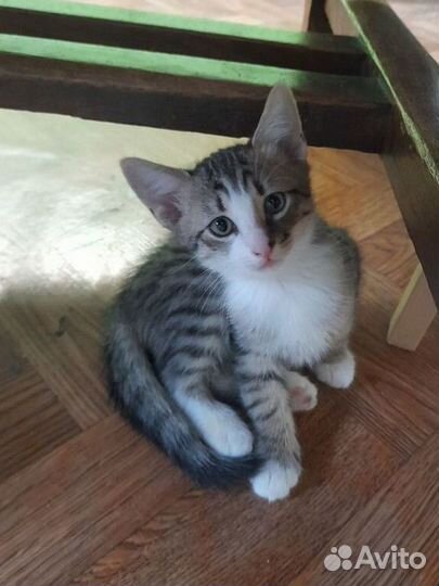 Коты и кошечки