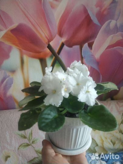 Комнатные цветы