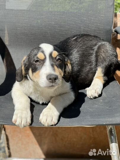 Щенки метисы