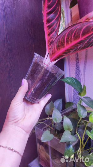 Аглаонема Пинк сумантра