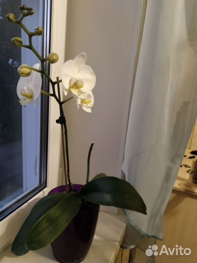 Орхидея, аглаонема, папоротник