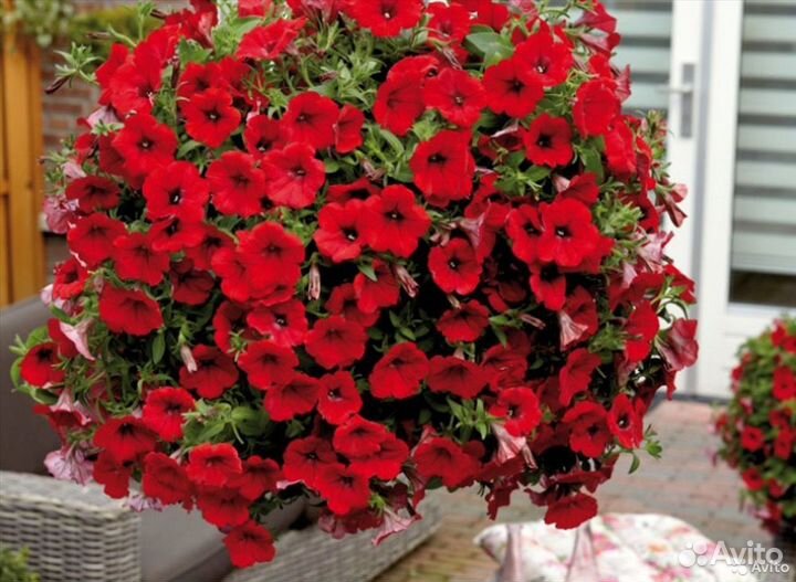 Петунии Изи Вейв Лав Скай Блю,Ред Велюр, Пинк