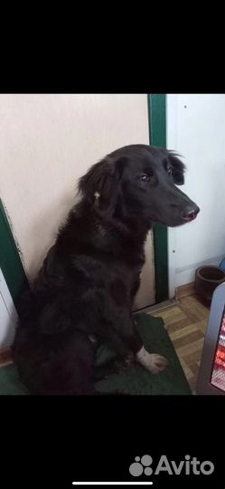 Найдена собака (кобель)