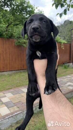 Щенята в добрые руки