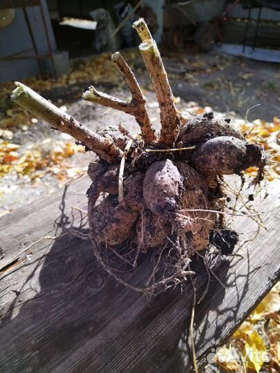 Георгины красные, клубни