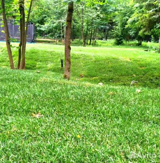 Рулонный газон