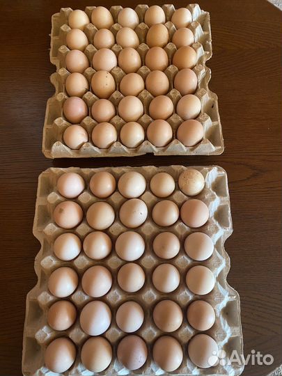 Инкубационные Яйца