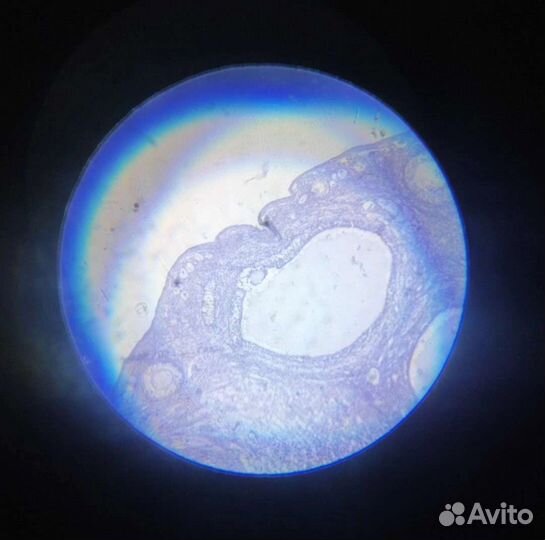Репетитор по химии и биологии