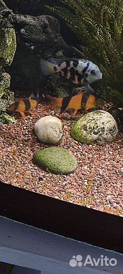 Боции клоун