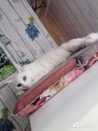 Котенок - Турецкая ангора