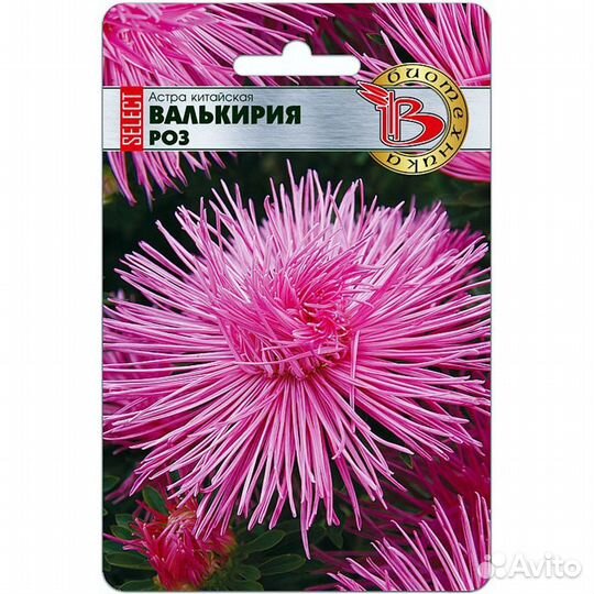 Астра Валькирия Роз китайская