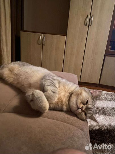 Шотландский кот