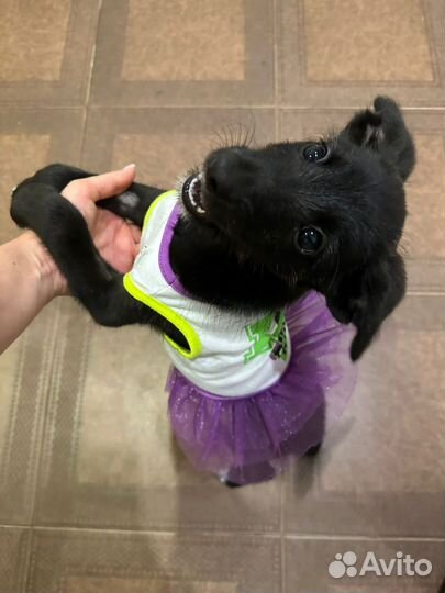 Шенок в добрые руки