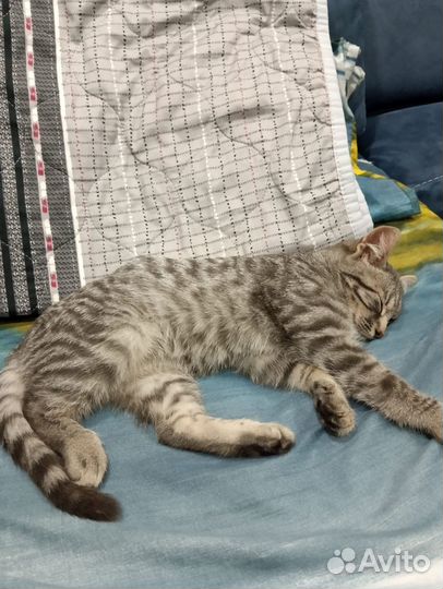 Котик в добрые руки