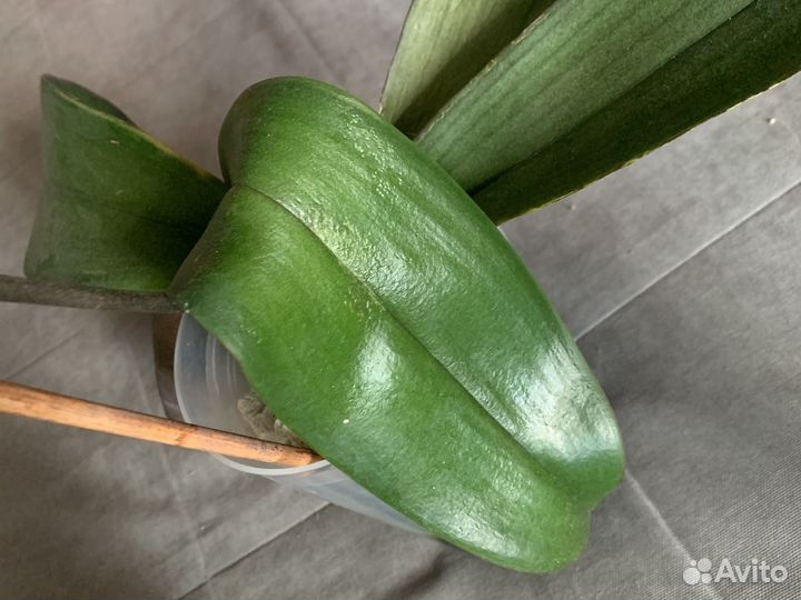 Дендробиум фаленопсис орхидея