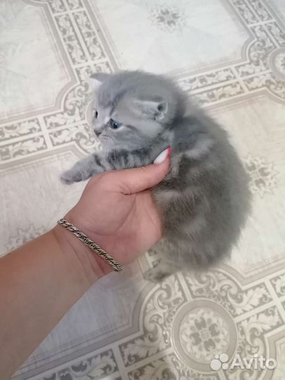 Британская кошка