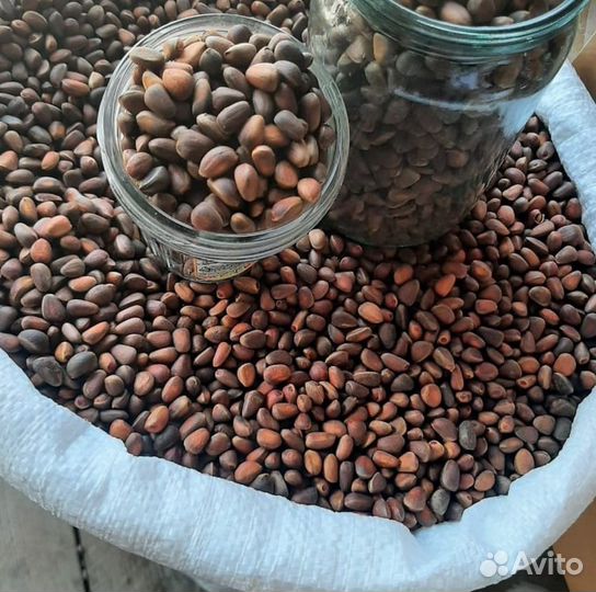 Кедровый орех оптом