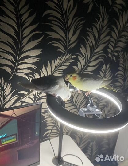 Попугаи корелла с клеткой