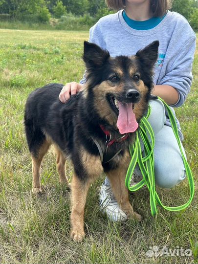 Собака из приюта