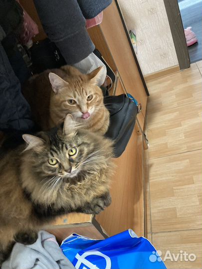 Кот в добрые руки