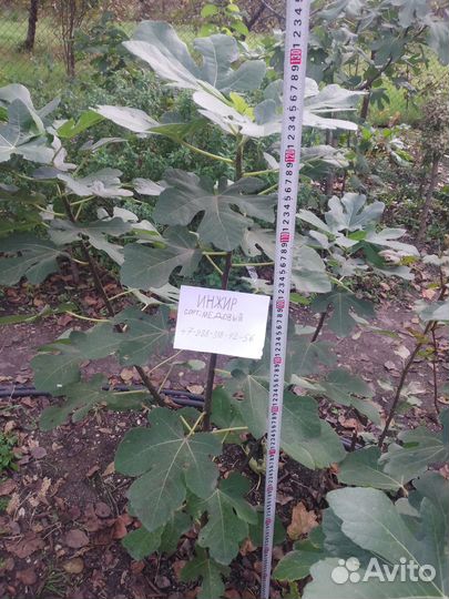 Инжир сорт медовый жёлтый