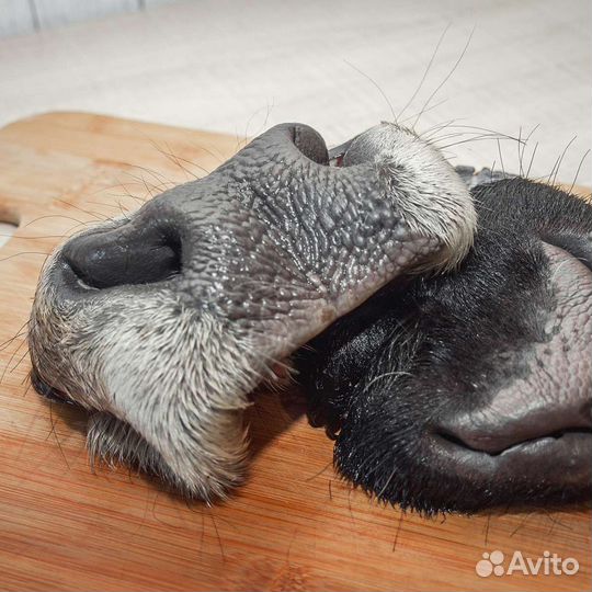 Мясо для собак Дорохово