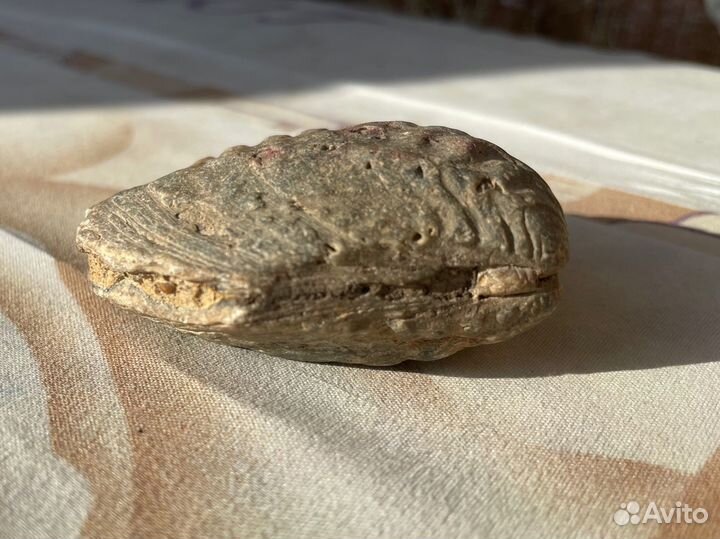 Окаменелый моллюск