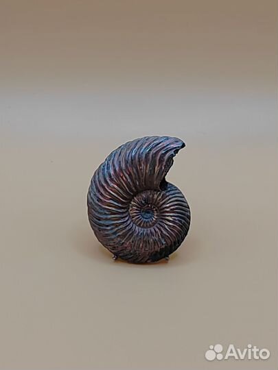 Аммонит пиритизированный 0049
