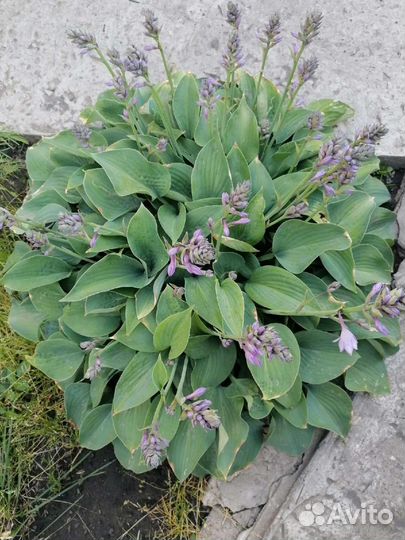 Седум, колокольчик, календулы, хоста