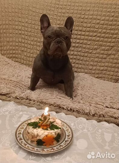Вязка, французский бульдог