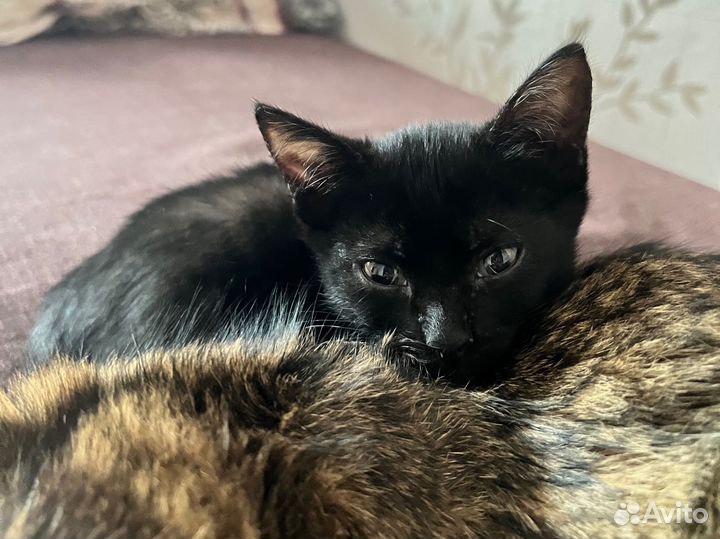 Котята бесплатно