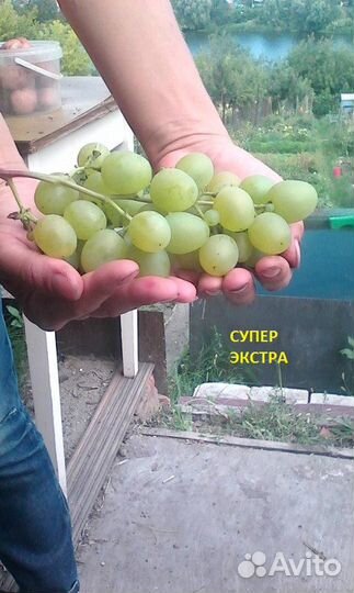 Саженцы винограда