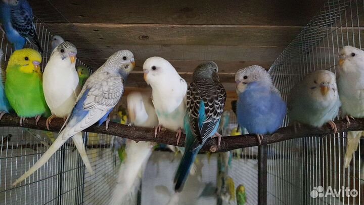 Попугаи и амадины