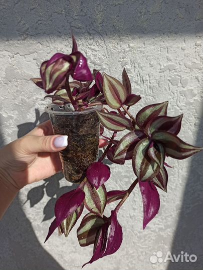 Традесканция зебрина