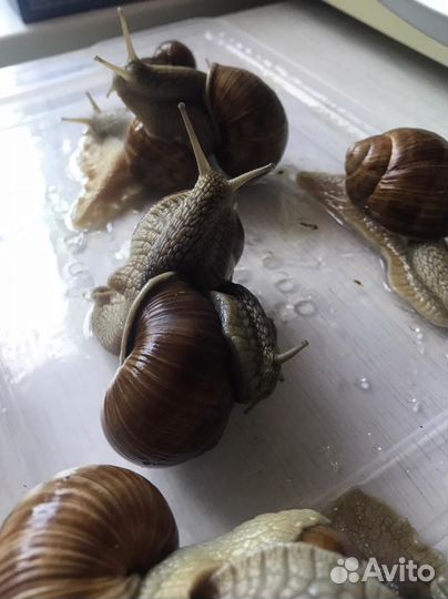 Улитки виноградные