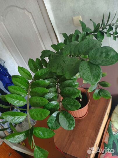 Замиокулькас