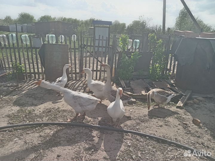 Гуси домашние