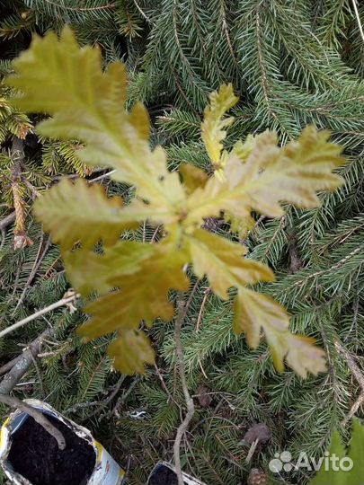 Молодые деревца