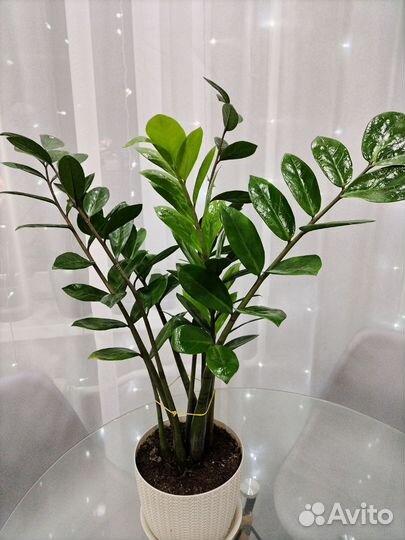 Замиокулькас долларовое дерево