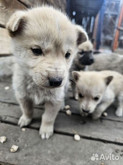 Щенки от хаски